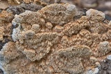 Sarcodontia pachyodon image