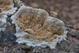 Sarcodontia pachyodon image