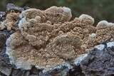 Sarcodontia pachyodon image