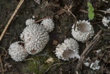 Lycoperdon curtisii image