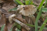 Inocybe rimosa image