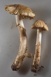 Inocybe rimosa image