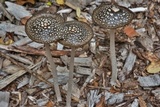 Coprinopsis picacea image