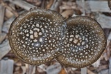 Coprinopsis picacea image