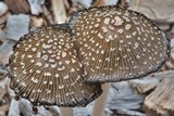 Coprinopsis picacea image