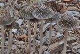 Coprinopsis picacea image