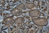 Coprinopsis picacea image