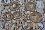 Coprinopsis picacea image