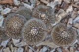 Coprinopsis picacea image