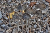 Coprinopsis picacea image