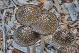 Coprinopsis picacea image