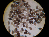 Parasola conopilea image