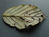 Phragmidium violaceum image