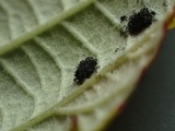 Phragmidium violaceum image
