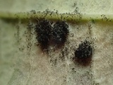 Phragmidium violaceum image