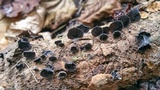 Resupinatus alboniger image