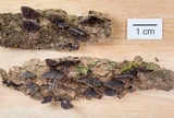 Resupinatus alboniger image