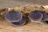 Resupinatus alboniger image