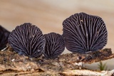 Resupinatus alboniger image