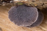 Resupinatus alboniger image