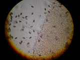 Parasola conopilea image