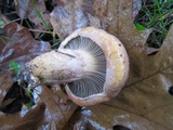 Chroogomphus vinicolor image