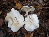 Clitocybe robusta image