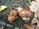 Paragyrodon sphaerosporus image