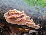 Merulius tremellosus image