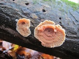 Merulius tremellosus image