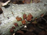 Myxarium nucleatum image