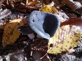 Russula cyanoxantha image