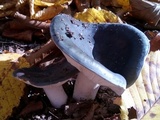 Russula cyanoxantha image