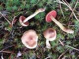 Cortinarius semisanguineus image