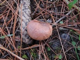 Chroogomphus vinicolor image