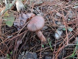 Chroogomphus vinicolor image
