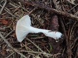 Hygrophorus agathosmus image