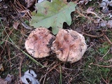Tricholoma ferrugineum image