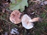 Tricholoma ferrugineum image