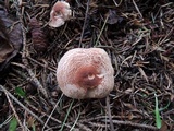 Lepiota subincarnata image