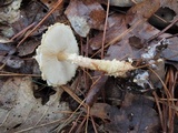 Lepiota clypeolaria image