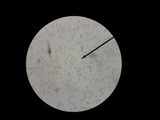 Hebeloma arenosum image