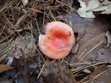Russula silvestris image