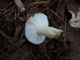 Russula silvestris image