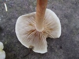 Hypholoma capnoides image