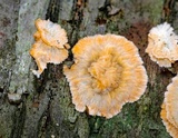 Phlebia radiata image
