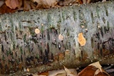 Phlebia radiata image