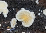 Clitopilus hobsonii image