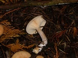 Clitocybe gibba image