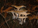 Clitocybe gibba image